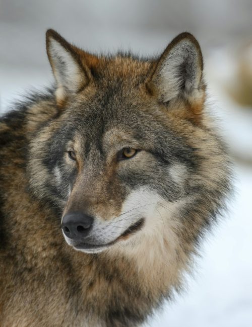 Gray wolf in the winter forest. Wolf in the nature habitat